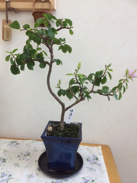 睡蓮木1 睡蓮木1