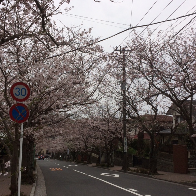 2016桜 2016桜