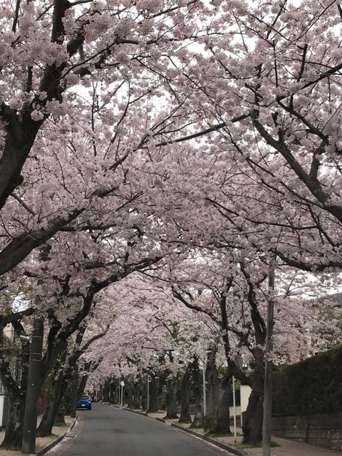 2017 桜 2017 桜